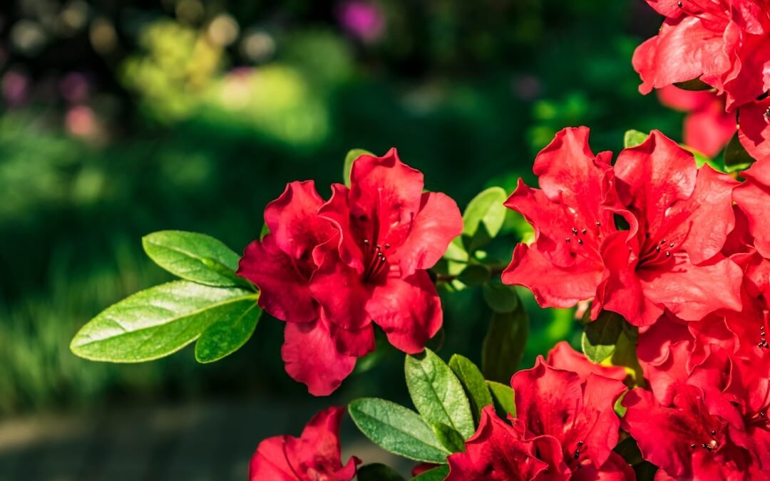 Understanding Comprehensive Insurance: Types and Coverage