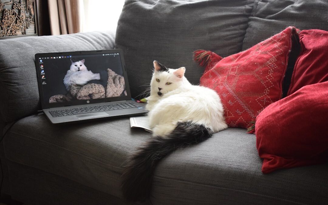 Photo Couple laptop couch