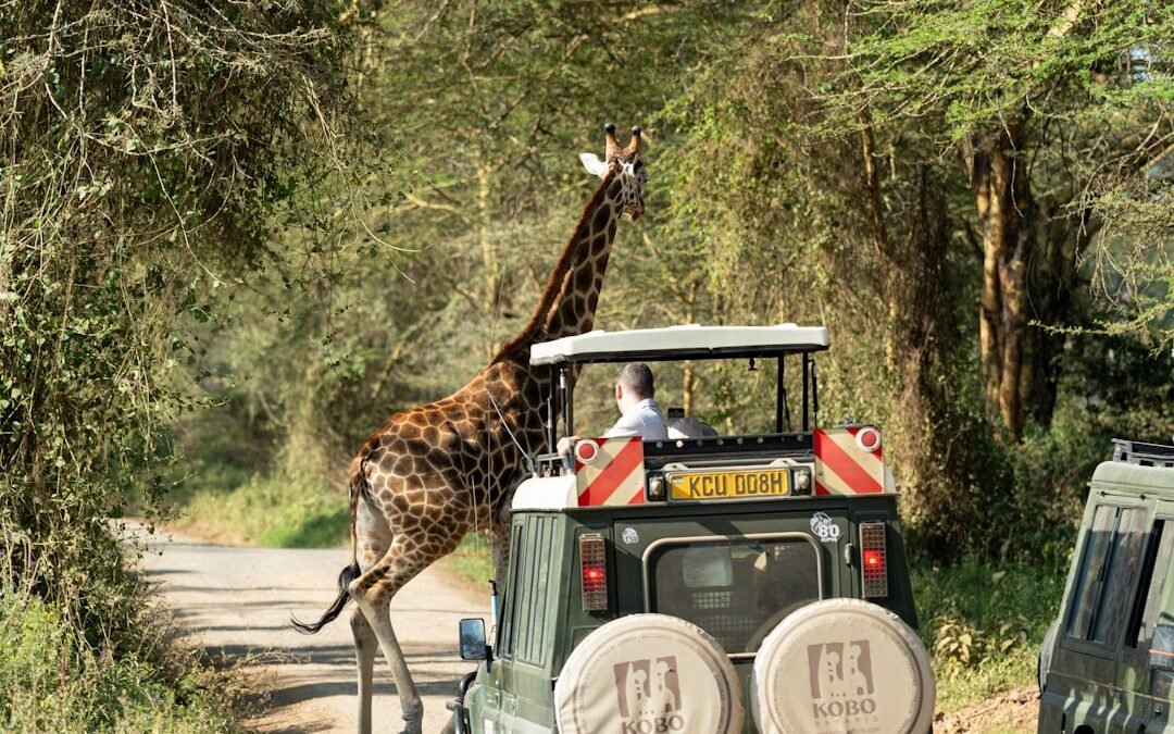 Photo Safari jeep wildlife