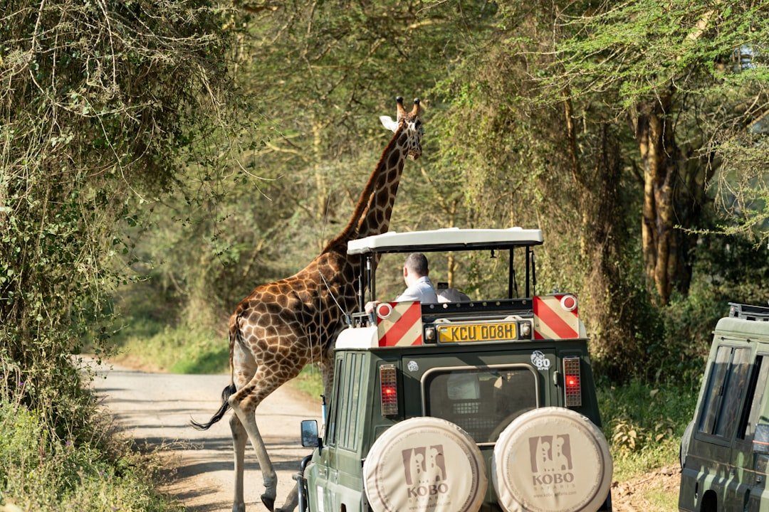 Photo Safari jeep wildlife