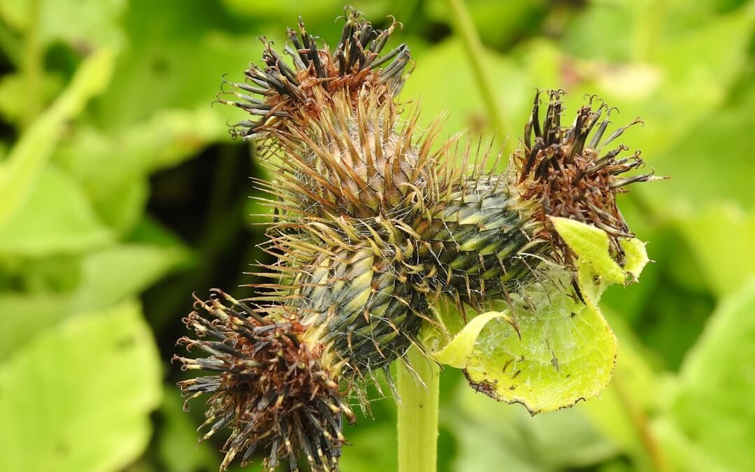 Health Insurance Coverage for AYUSH Treatment in India